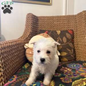 River, West Highland Terrier Puppy